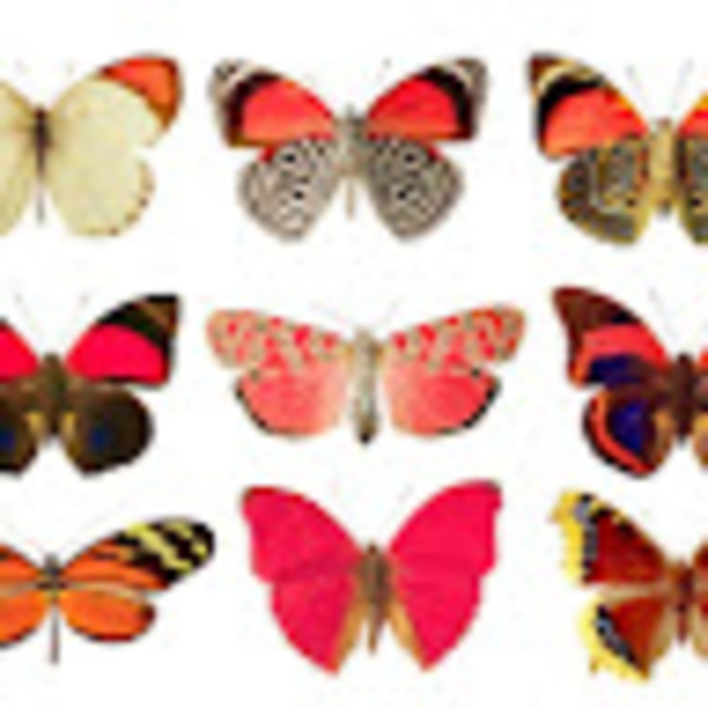 Meet your Posher, Ariel